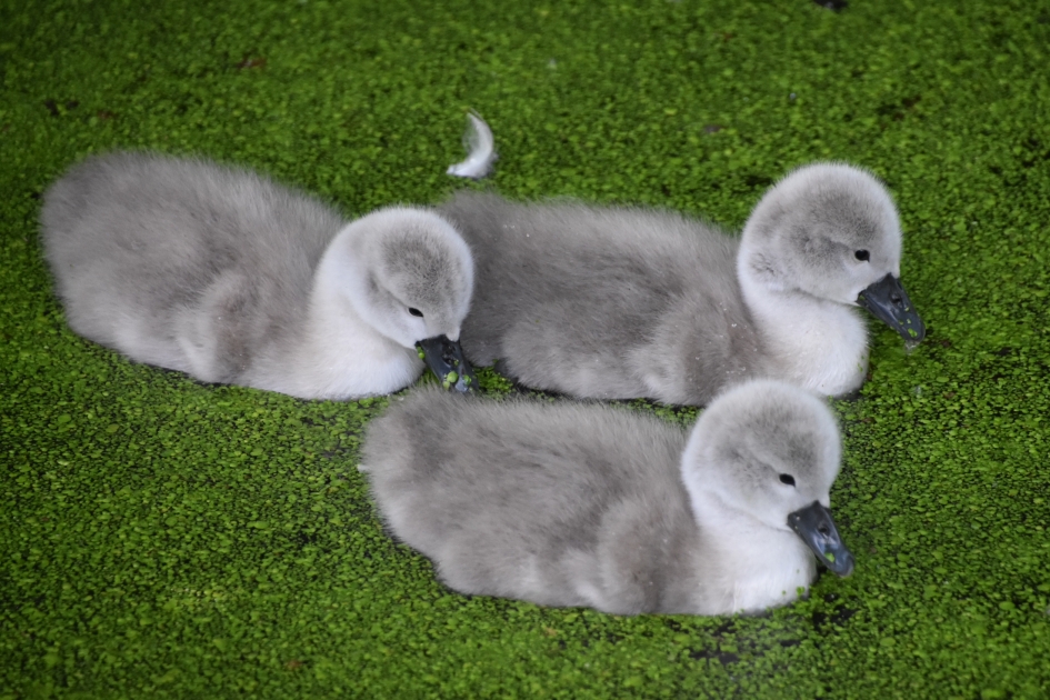 Jonge zwaantjes - Vogels - Knobbelzwaan