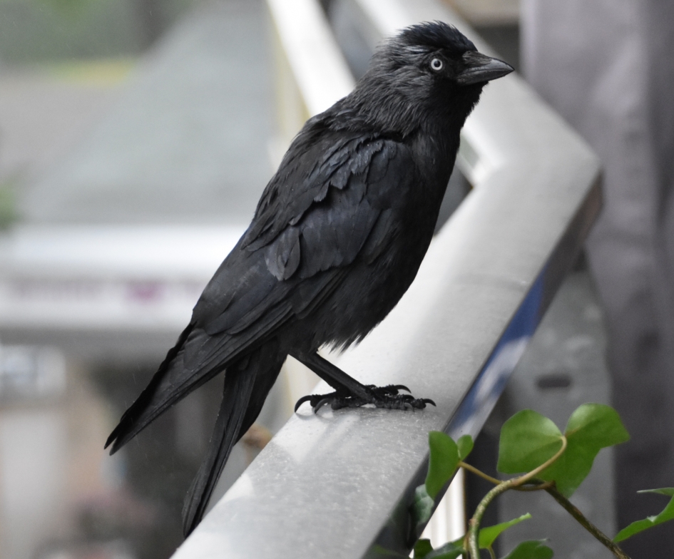 Kauw - Vogels - Kauw