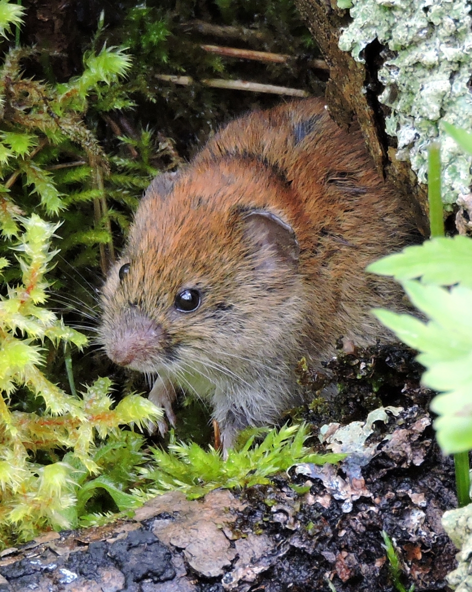 Kiekeboe - Zoogdieren - Veldmuis