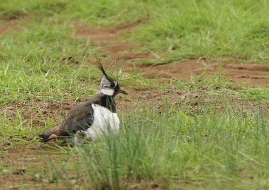 kievit - Vogels - Kievit