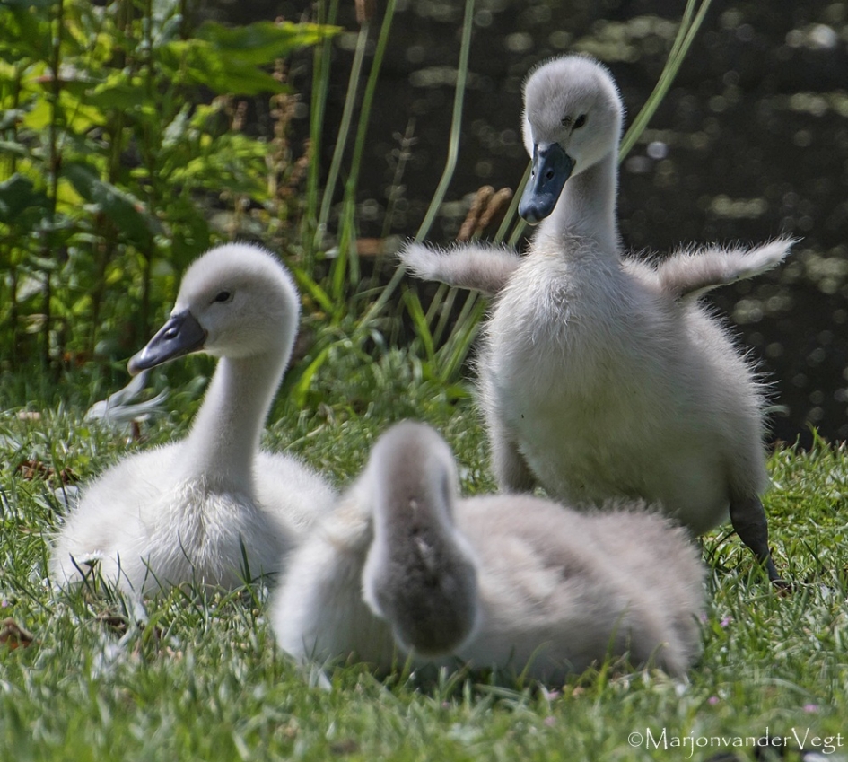 Kijk ik vlieg !!! - Vogels - Zwanen