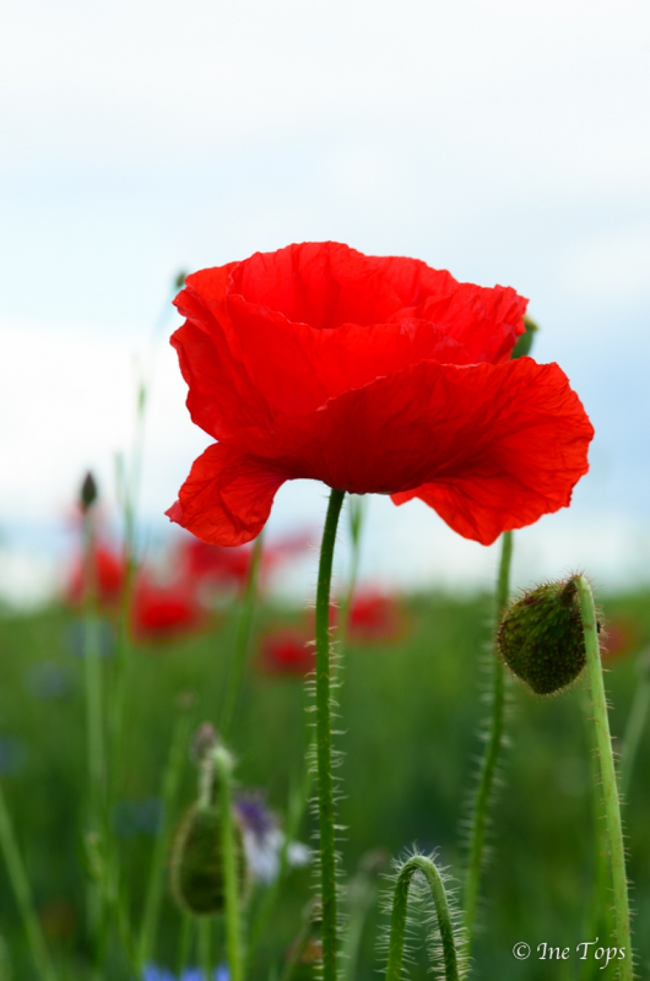 Klaproos. - Planten - 