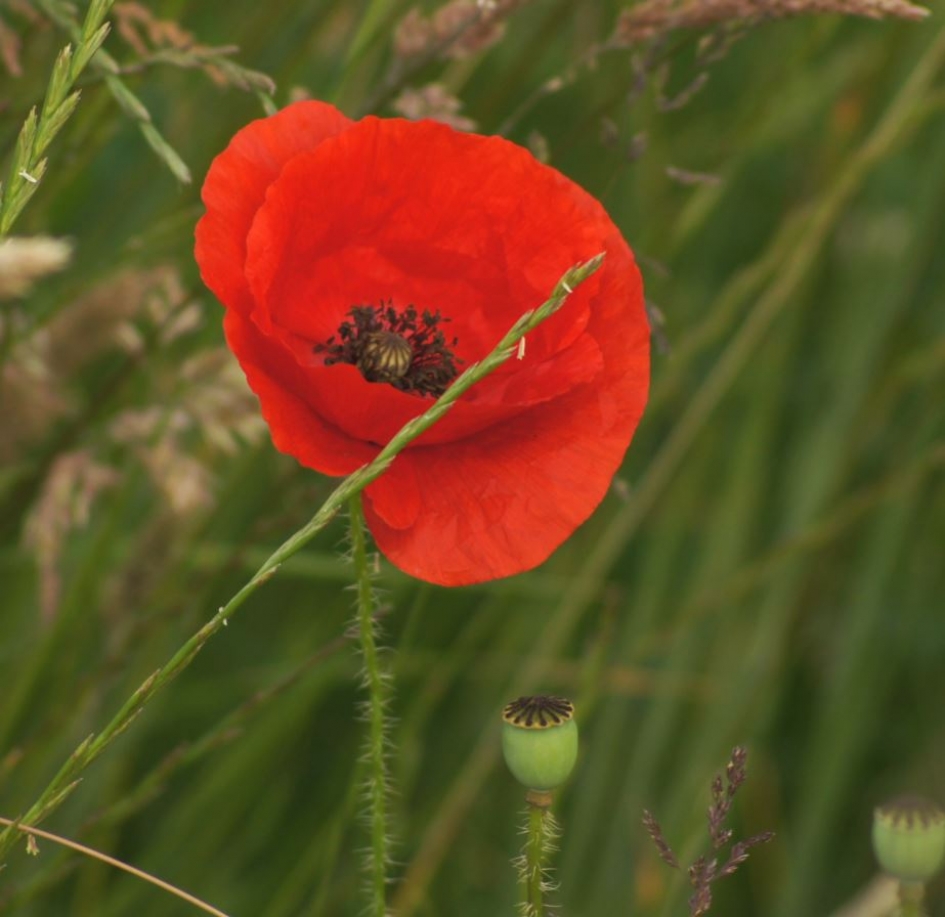 klaproos - Planten - klaproos