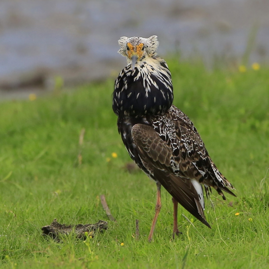 Klederdracht - Vogels - Kemphaan