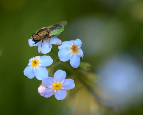 Kleine Groene Moeraswapenvlieg