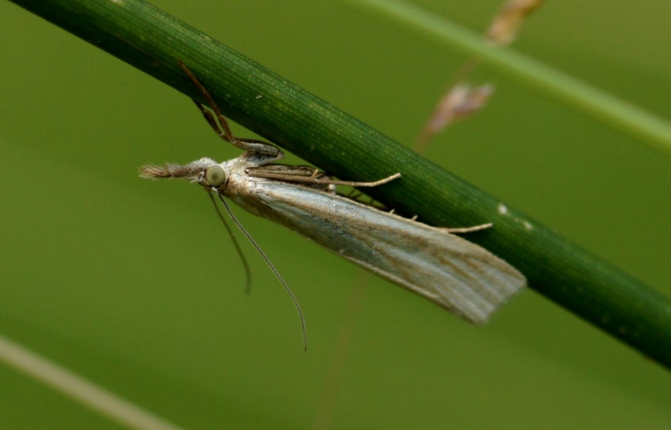 kleine mot - Geleedpotigen - 