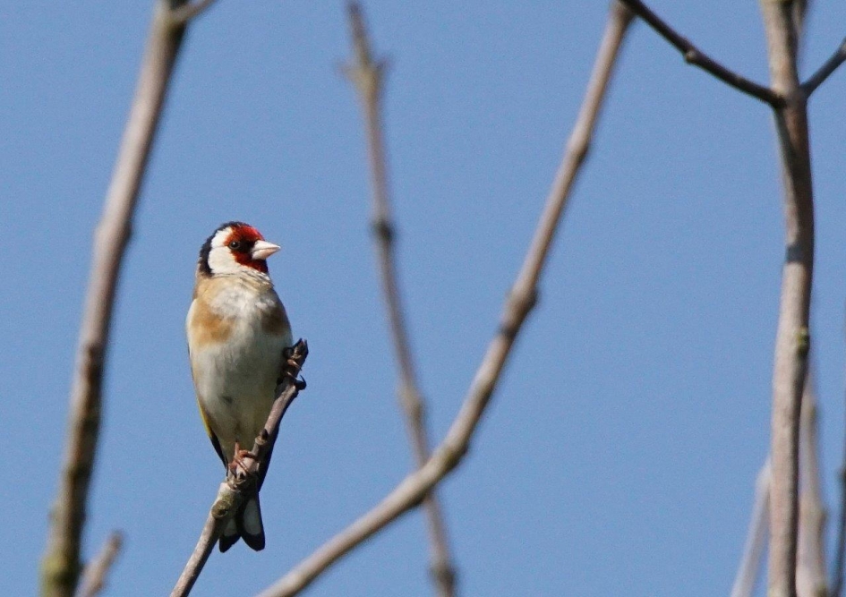 Putter - Vogels - Putter