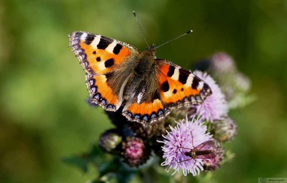 Kleine Vos - Geleedpotigen - 