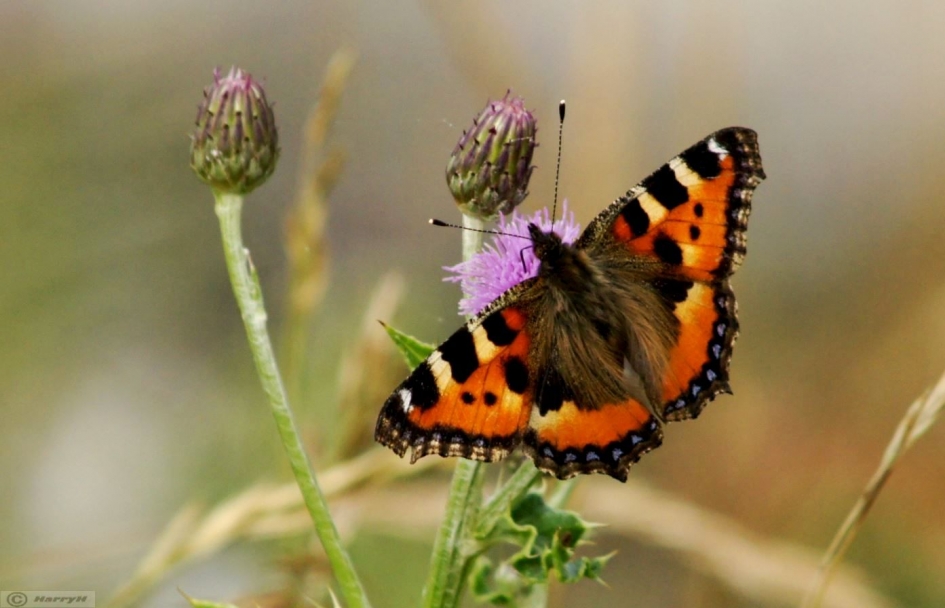 Kleine vos - Geleedpotigen - 