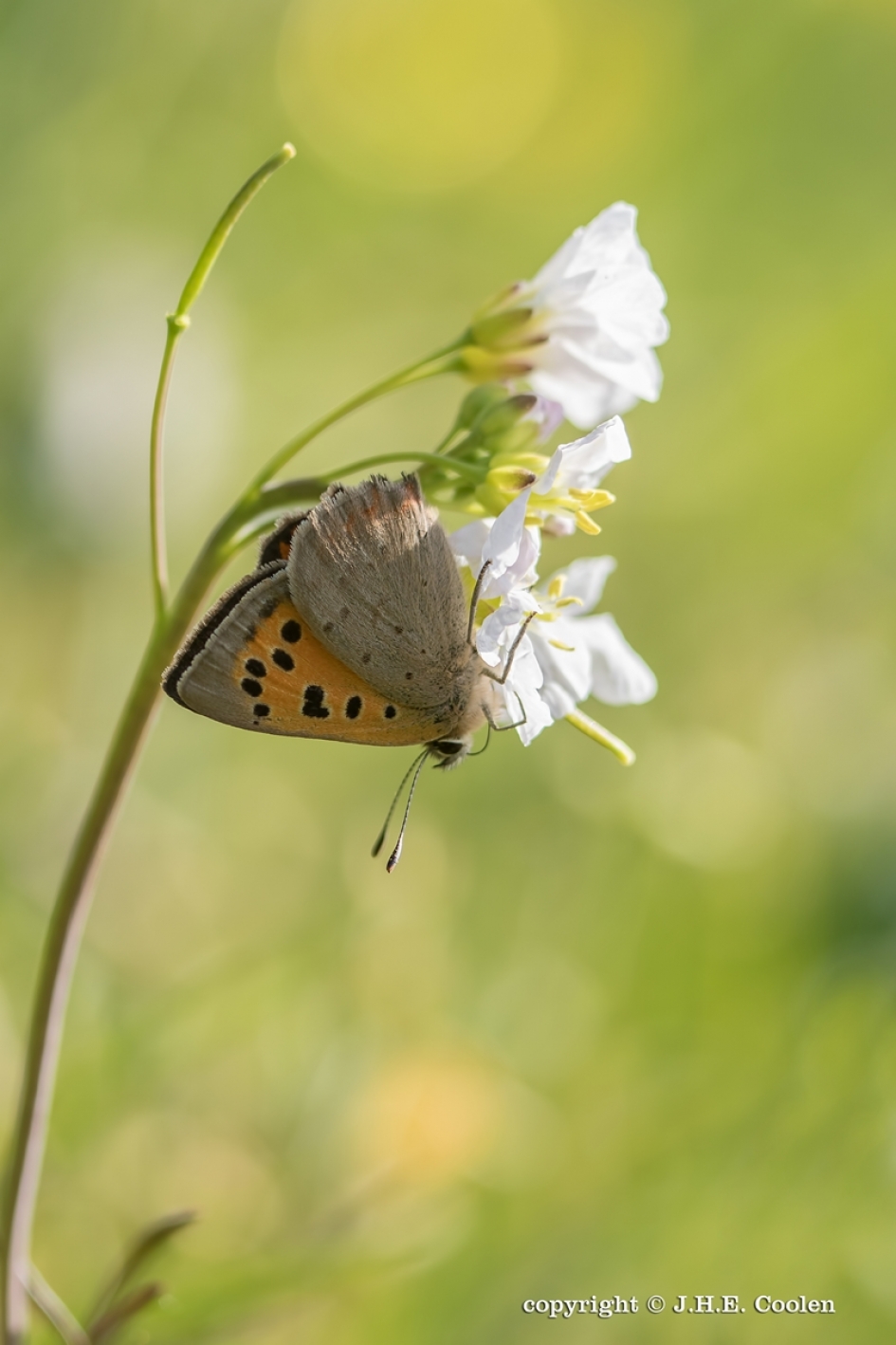 Kleine vuurvlinder - Geleedpotigen - Kleine vuurvlinder