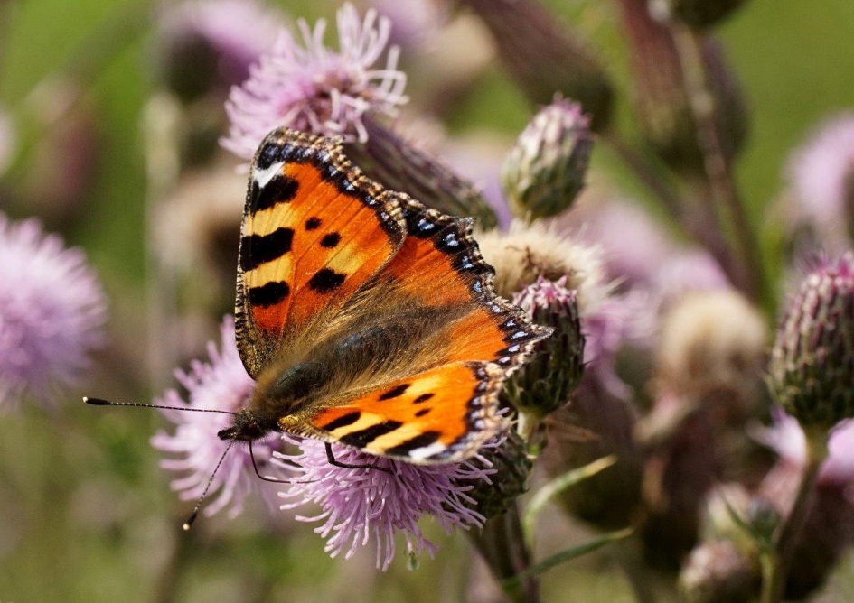 Kleinevos - Geleedpotigen - Kleinevos