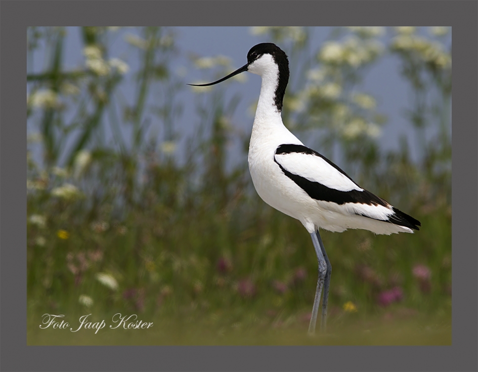 Kluut - Vogels - Kluut