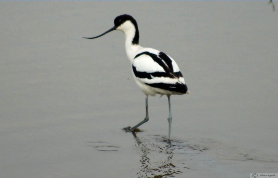 Kluut - Vogels - Kluut