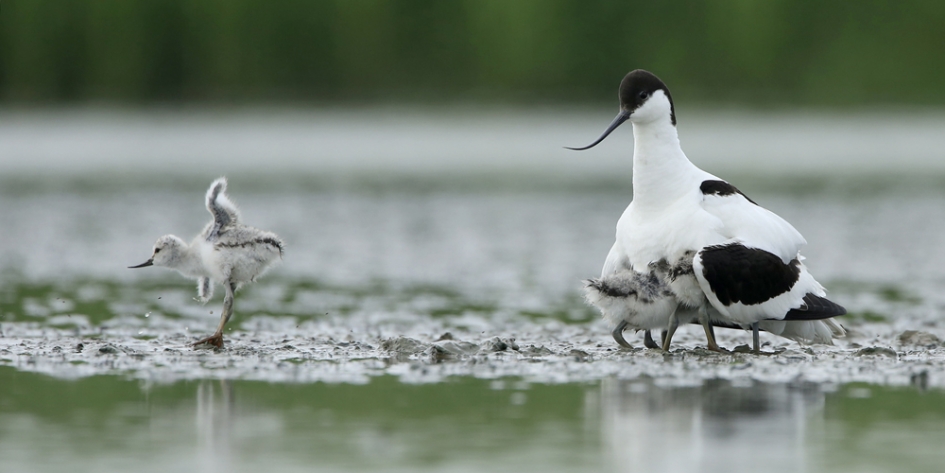 Kluut kniept er tussen uut ... - Vogels - Kluut