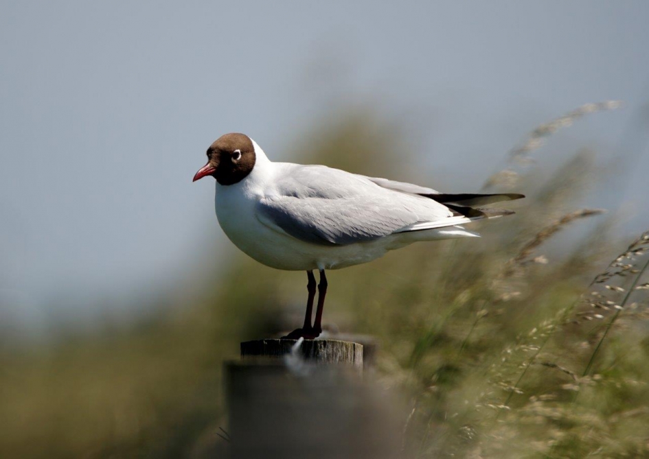 kokmeeuw op paal - Vogels - Kok meeuw