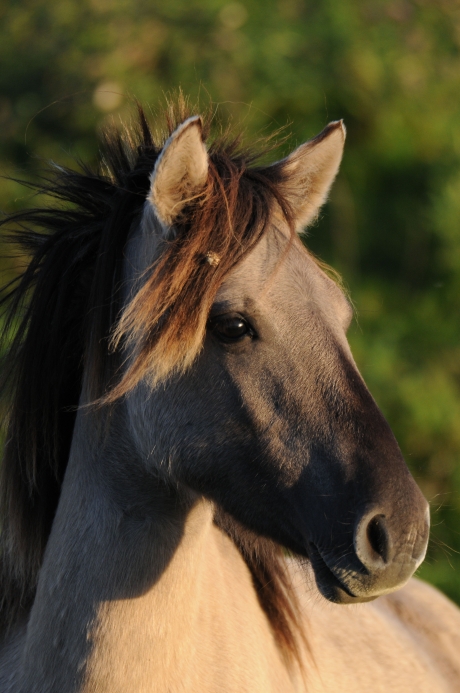 Konik in het avond zonnetje