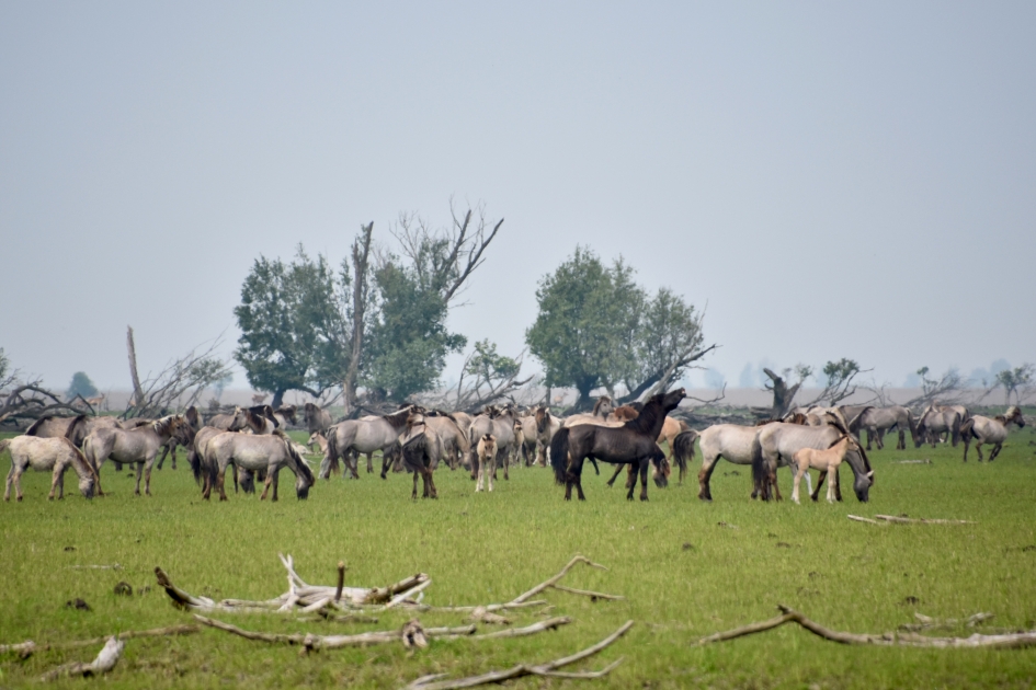 Konikpaarden - Zoogdieren - 