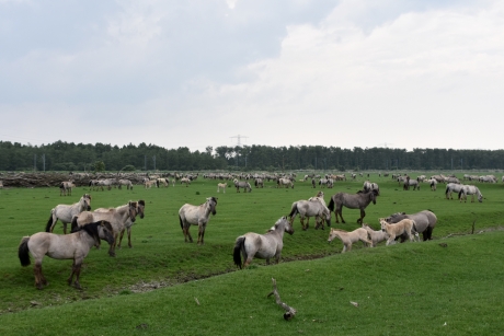 Konikpaarden