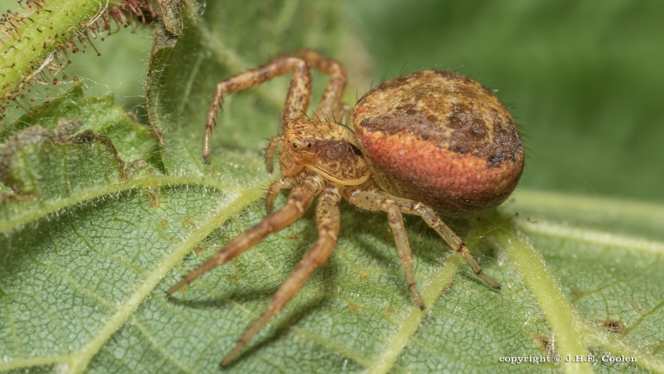 Krabspin - Geleedpotigen - Krabspin