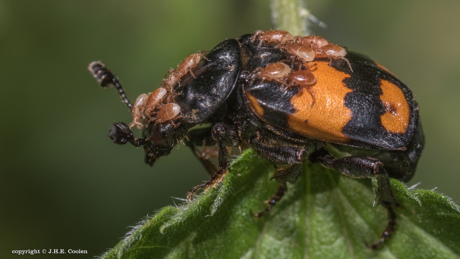 Krompootdoodgraver - Geleedpotigen - Krompootdoodgraver