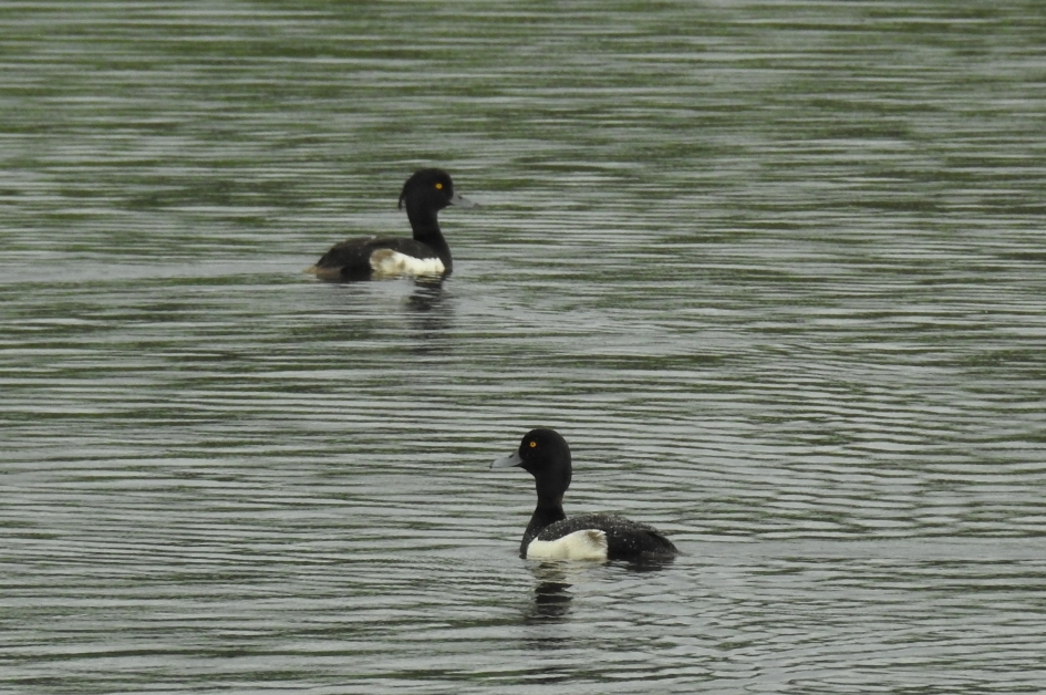 Kuifeenden - Vogels - 