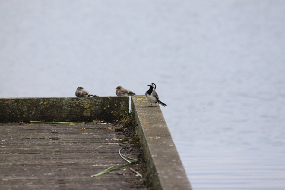Kwikstaartje met 2 jongen - Vogels - 