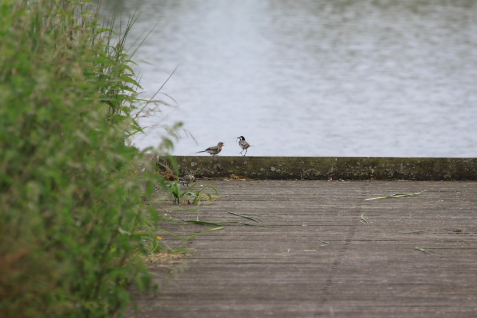 Kwikstaartje's - Vogels - 