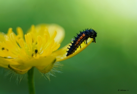 Larve veelkleurig Aziatisch lieveheersbeestje