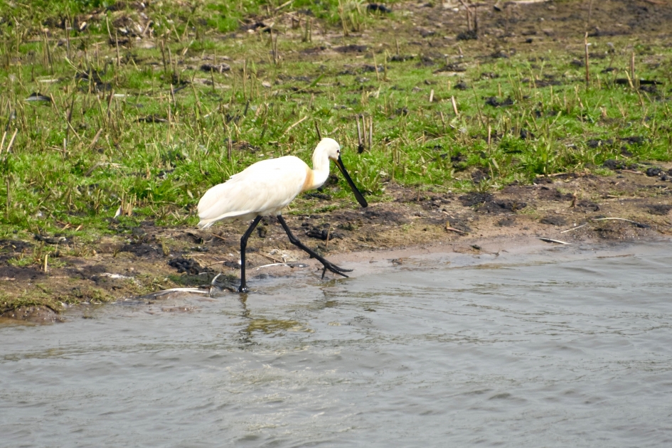 Lepelaar - Vogels - Lepelaar
