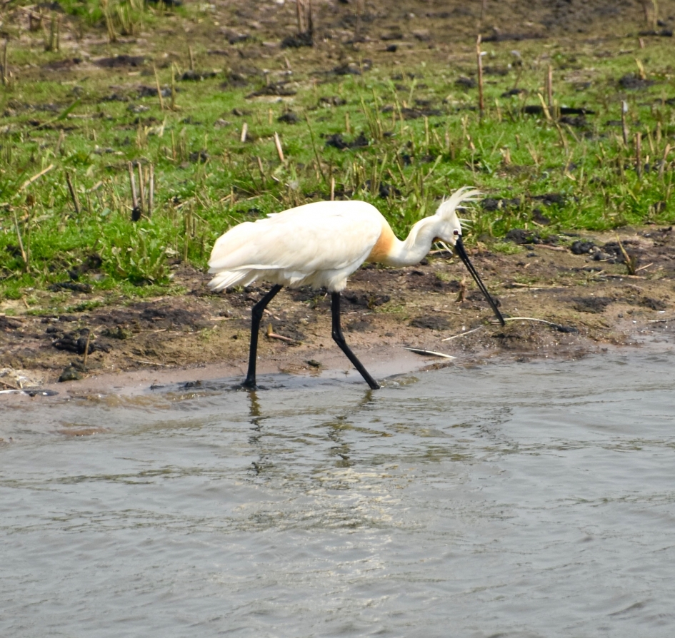 Lepelaar - Vogels - Lepelaar
