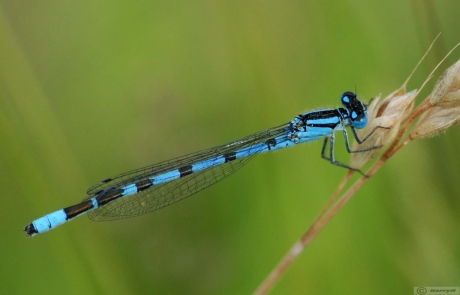 libelle - Waterjuffer