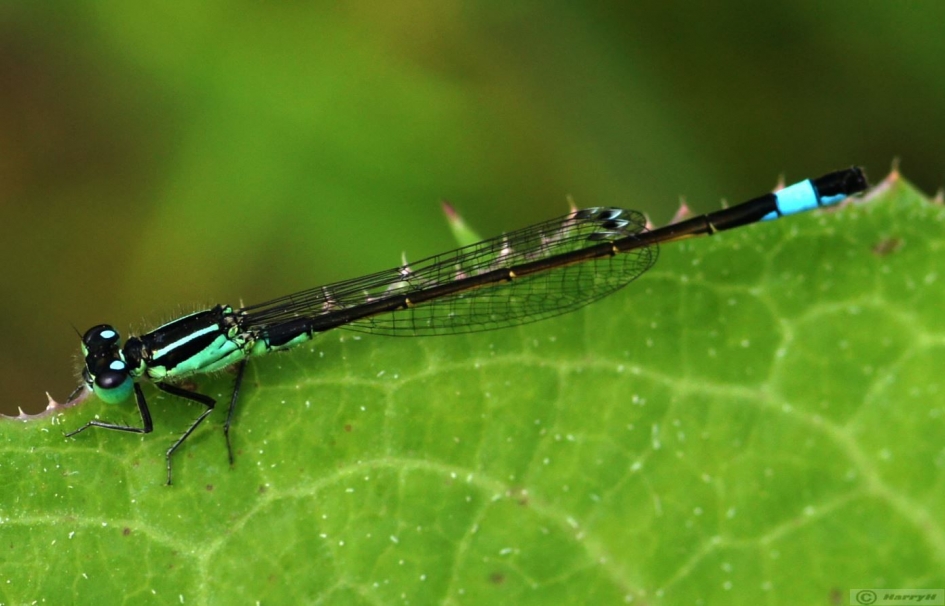 Libelle - Geleedpotigen - 