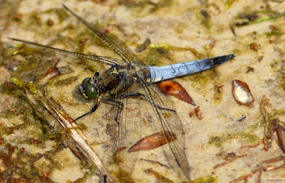 libelle - Geleedpotigen - 