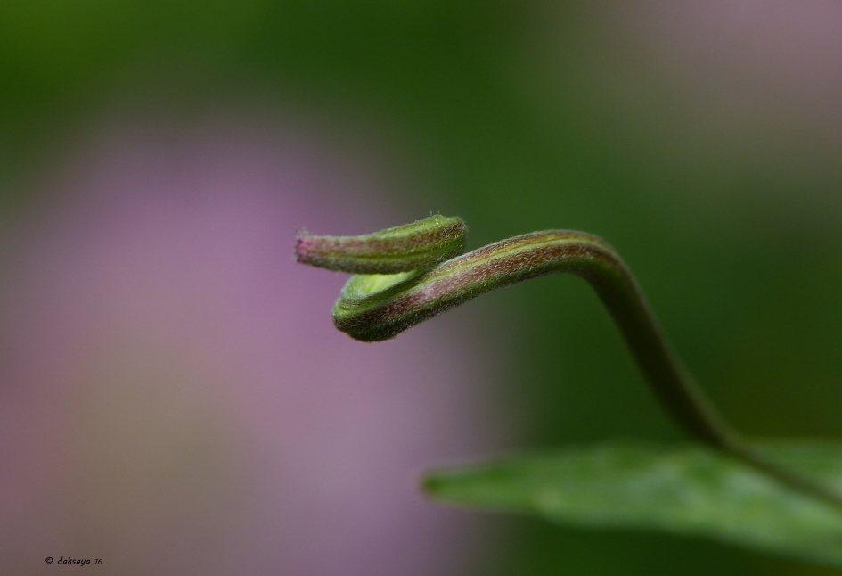 Like a snake - Planten - 