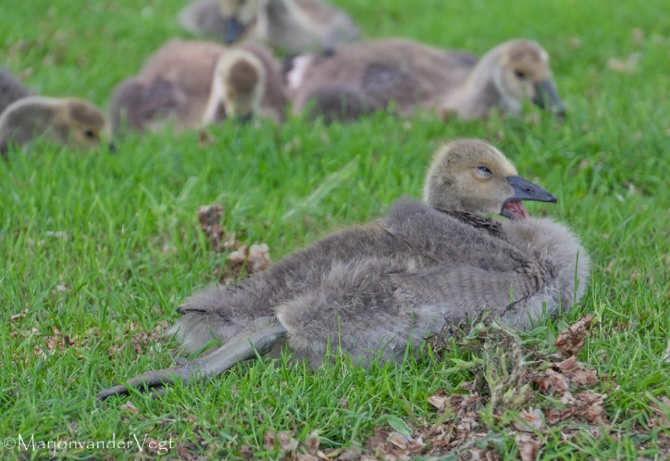 Luiwammes - Vogels - Canadese ganzen