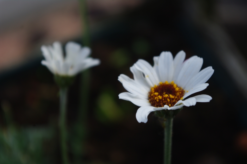 Madeliefje - Planten - Madeliefje