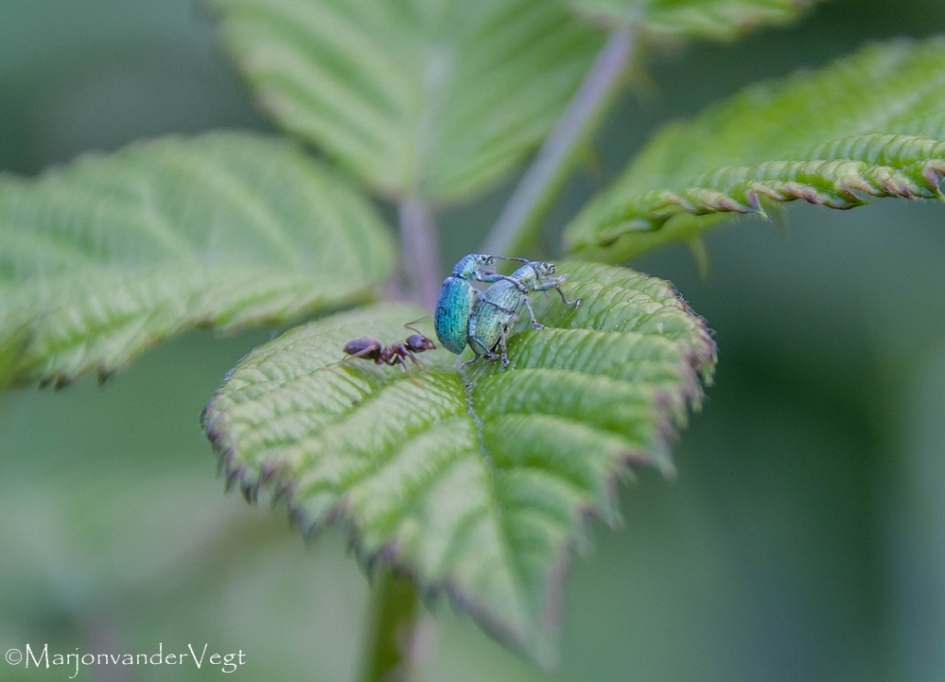 Mag ik even... ? - Geleedpotigen - snuitkevers