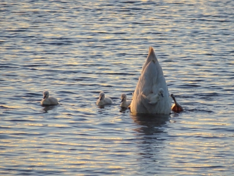 Mee op moeders rug is lastig!