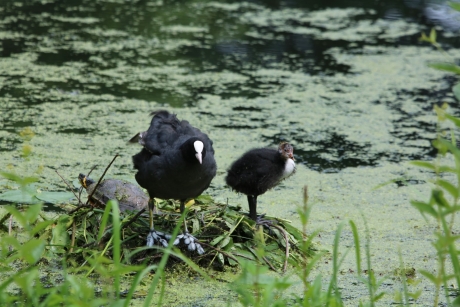 Meerkoet met jong en Schildpad