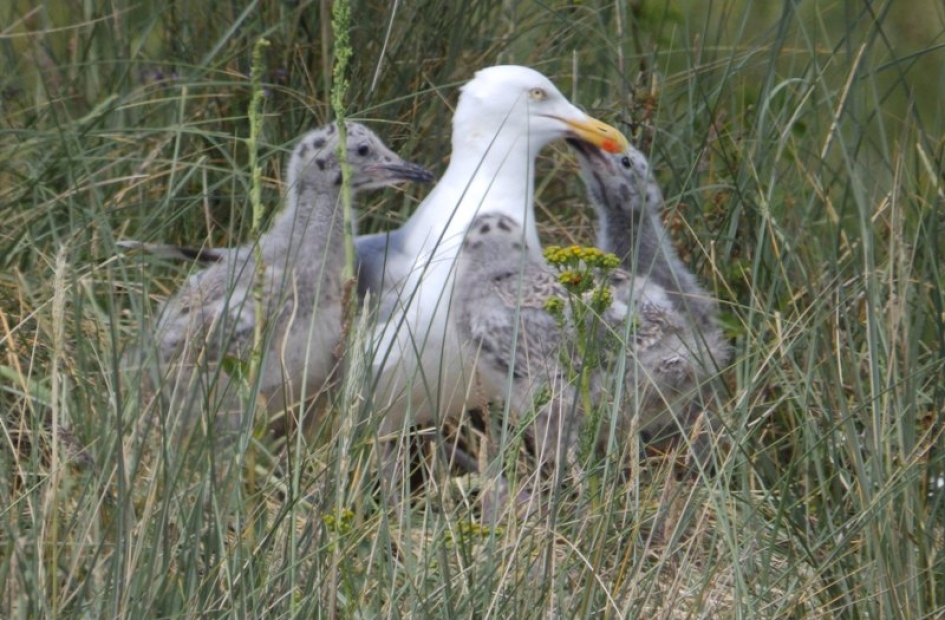 Meeuw met jongen - Vogels - 