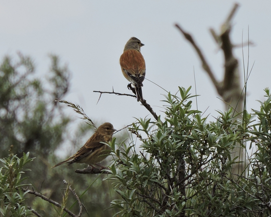 Meneer en mevrouw Kneu - Vogels - Kneu