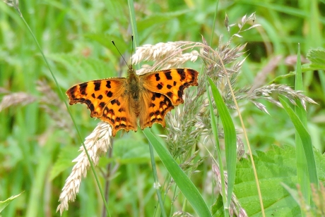 Met gekarteld randje