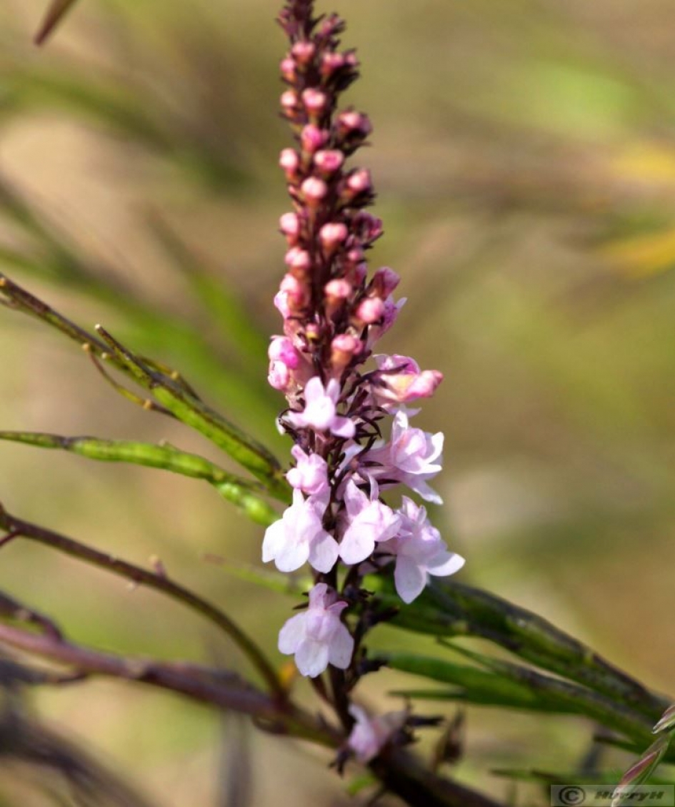 (mij) Onbekende bloem - Planten - 