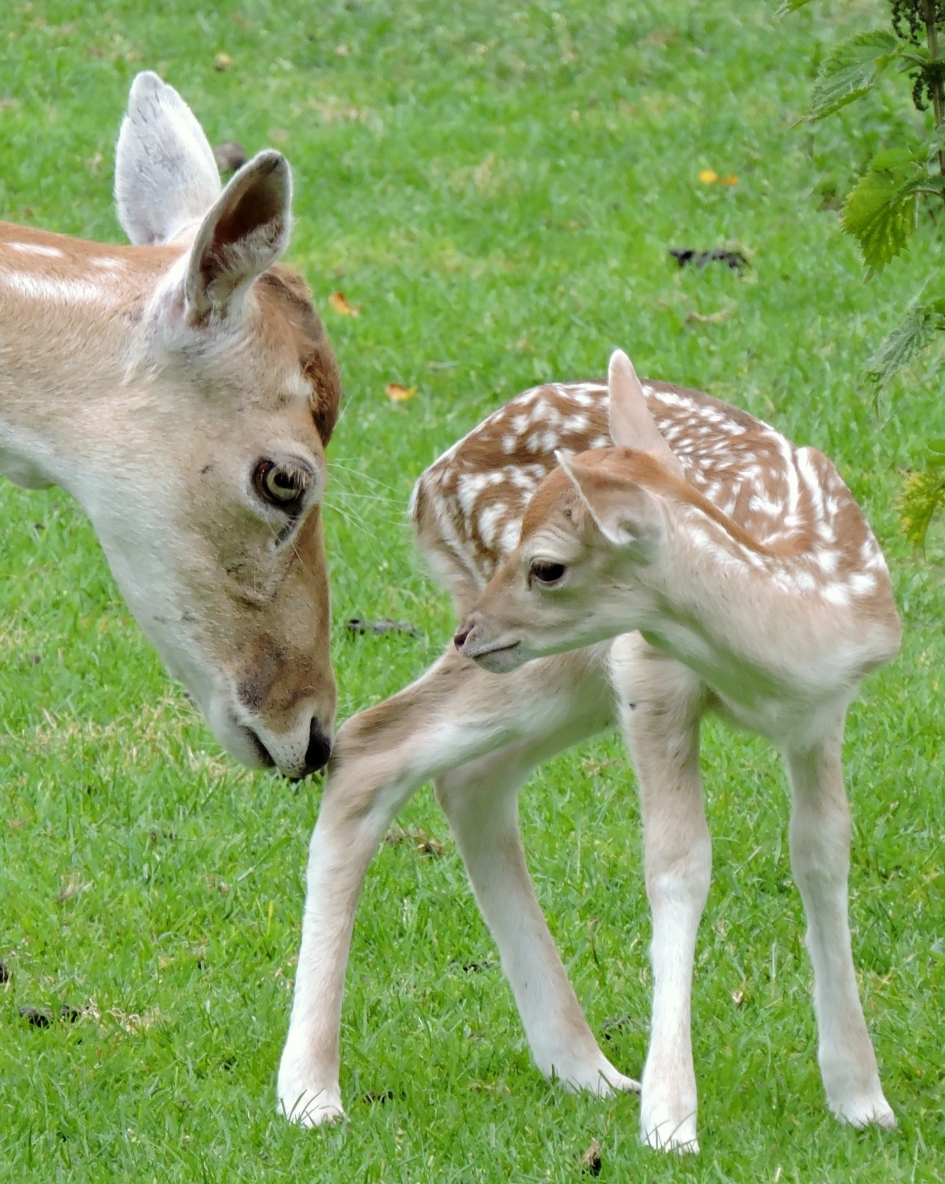 Moeder en kind - Zoogdieren - Damhert