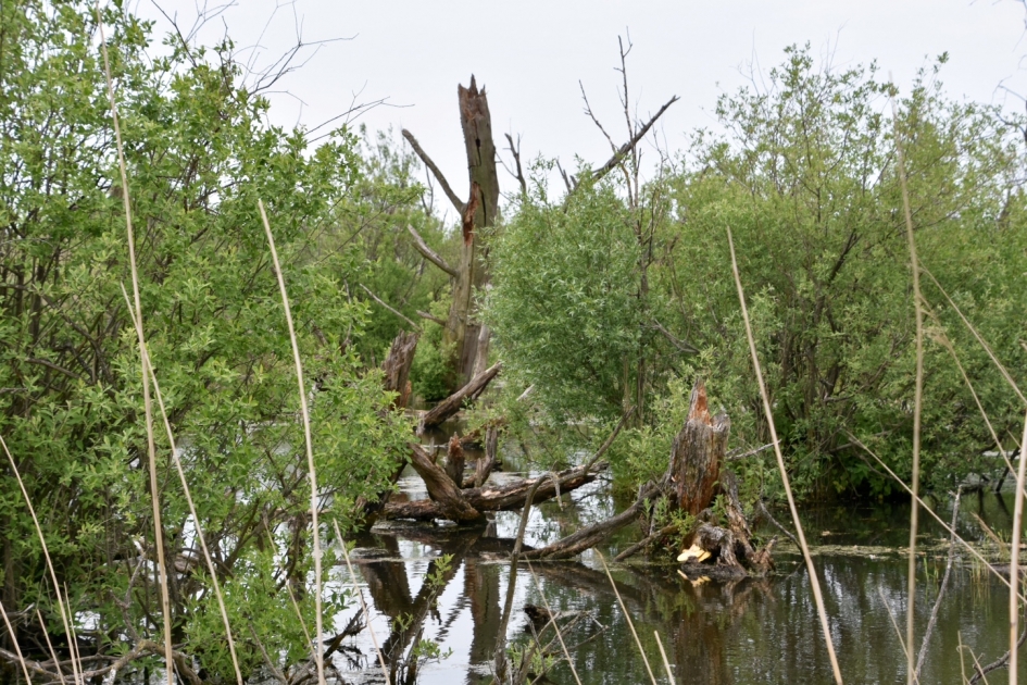 Moeras - Weer en landschap - 
