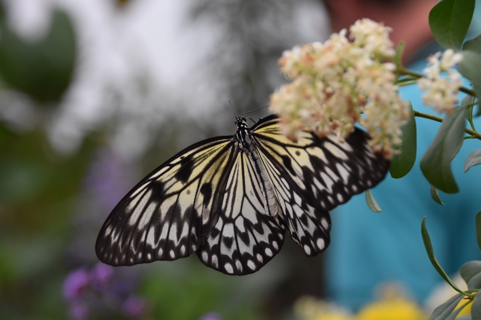 Papier vlinder - Geleedpotigen - 