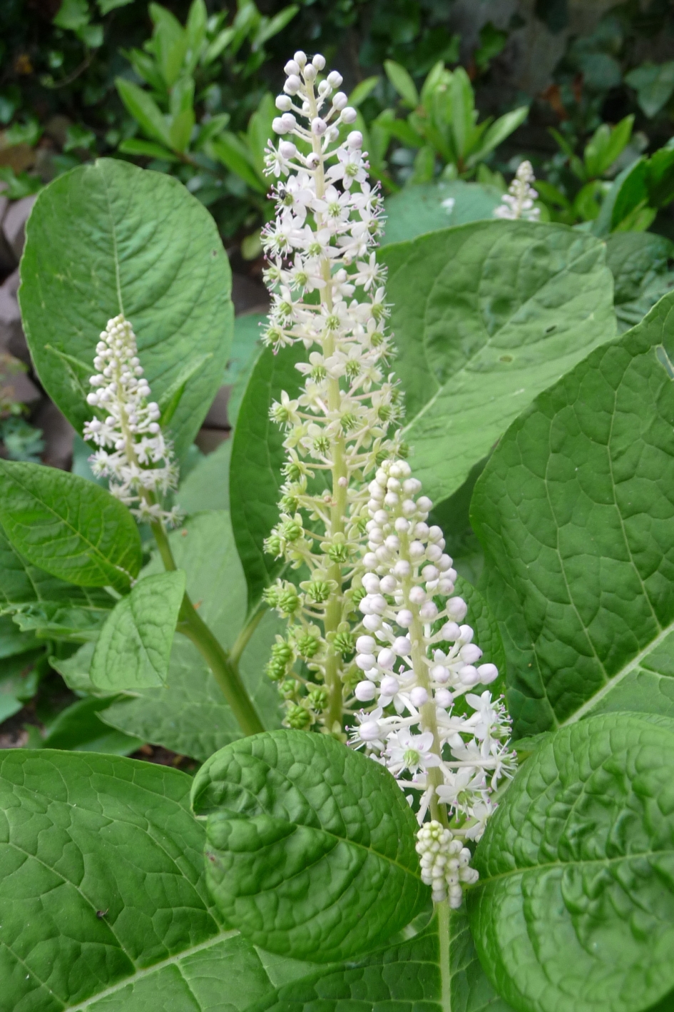 Mooi wit - Planten - 