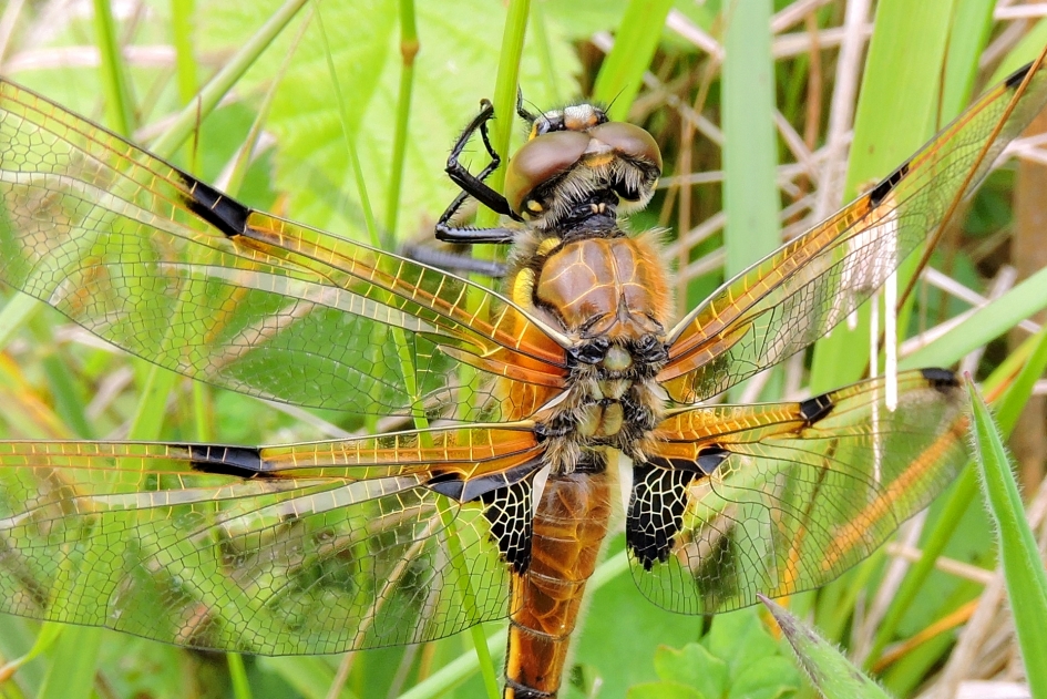 Mooie details - Geleedpotigen - Viervlek