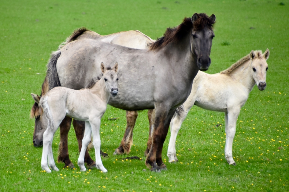 Mooi stel - Zoogdieren - 