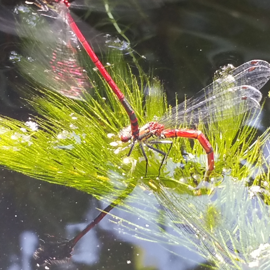 natuur in eigen tuin - Geleedpotigen - libelle